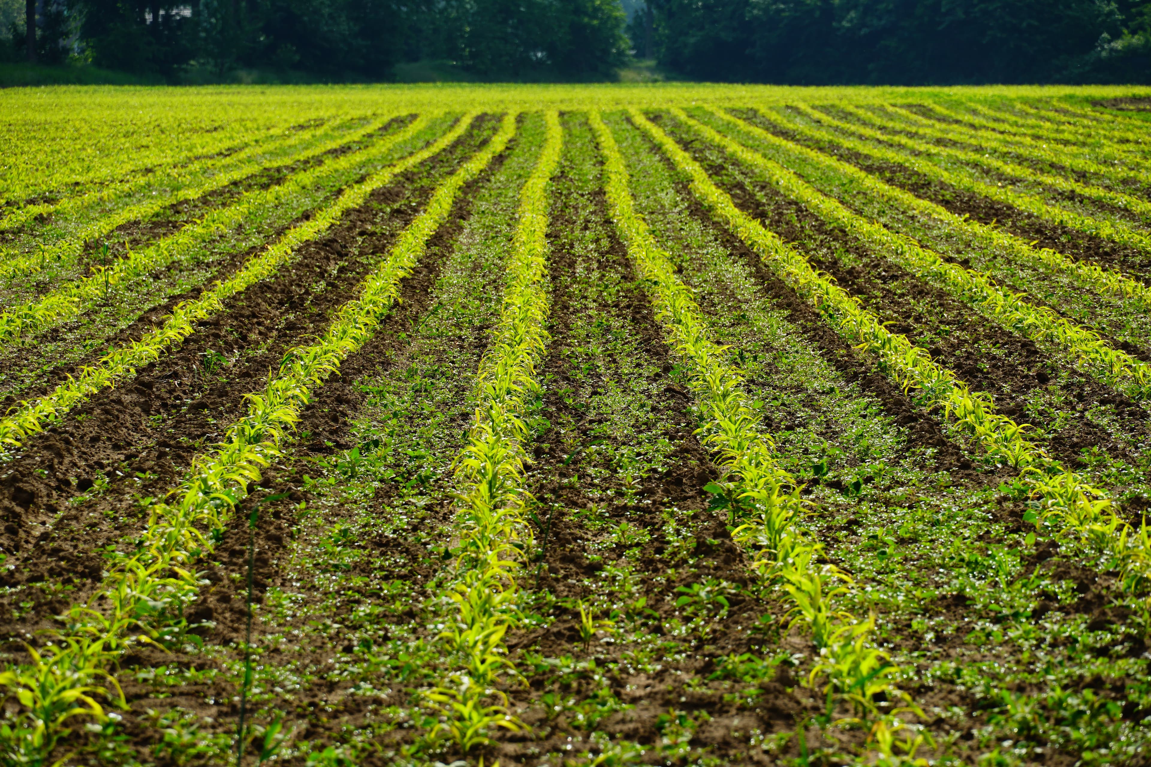 Crop Insurance