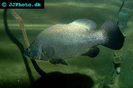 Nile Perch