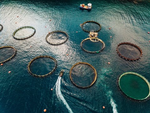 Aquaculture Insurance