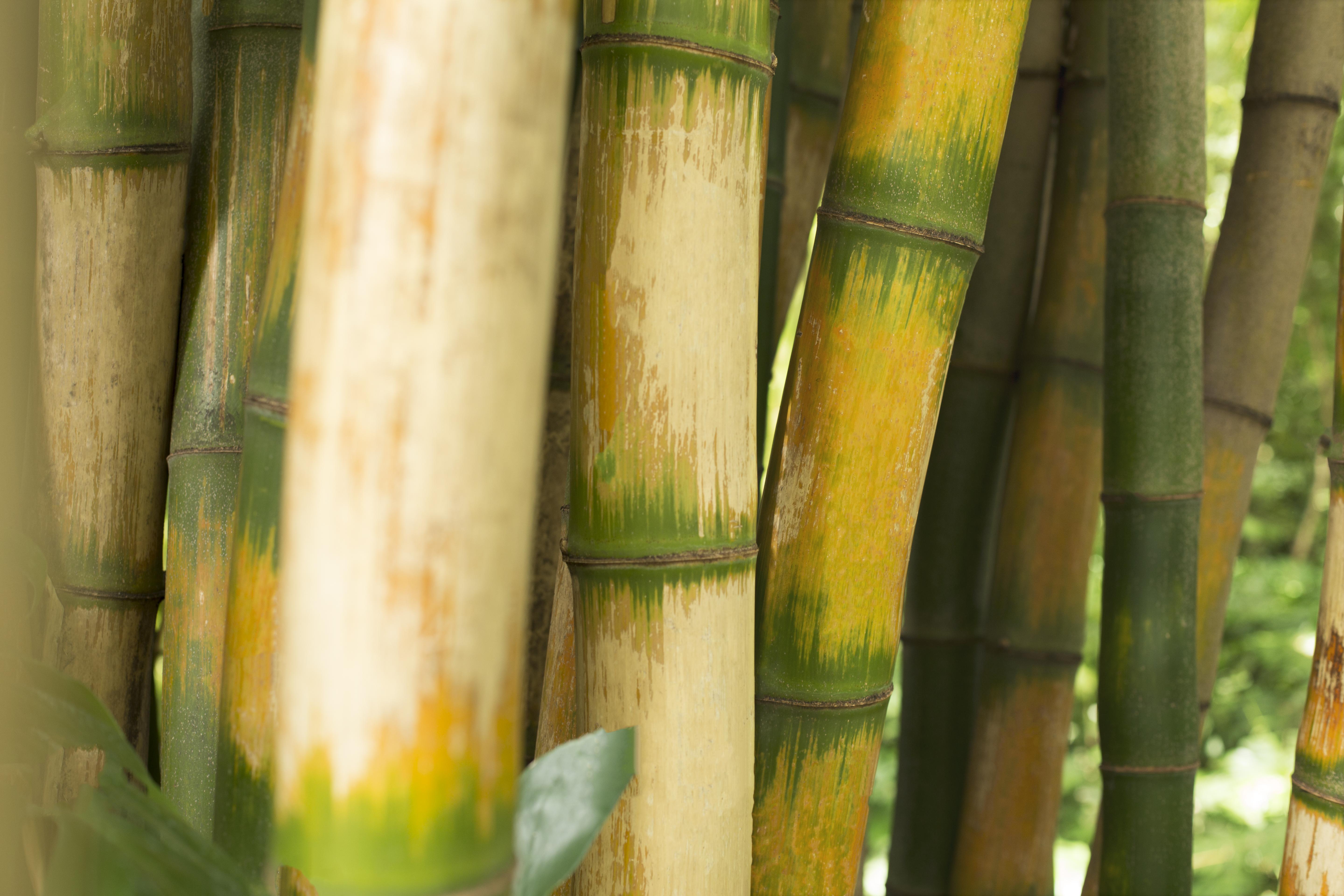 Sugarcane